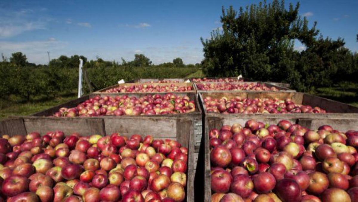 CNA va investiga schema de export de fructe în Rusia, demascată de jurnaliști