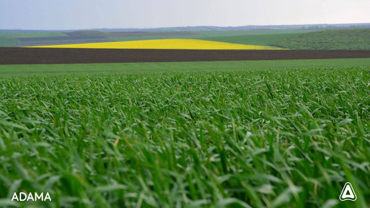 Primăvara vine cu noi griji pentru fermieri. Cum pot scăpa aceștia de buruieni