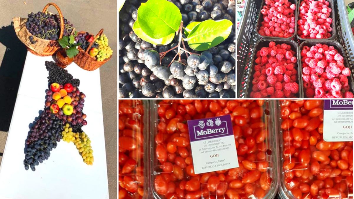 Cooperativa MoBerry: mai mulți producători de pomușoare și-au unit eforturile ca să demonstreze că împreună pot fi mai competitivi