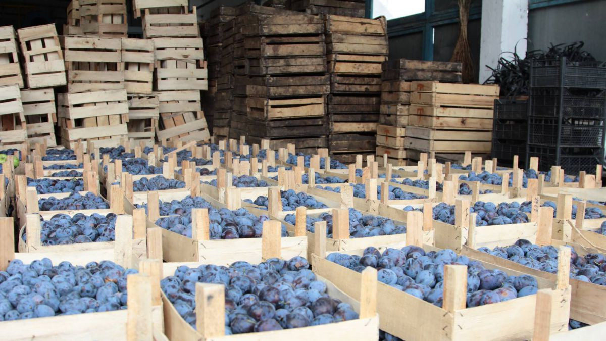 Cotele la export în UE pentru unele produse agricole moldovenești, majorate. Consiliul European a aprobat decizia finală