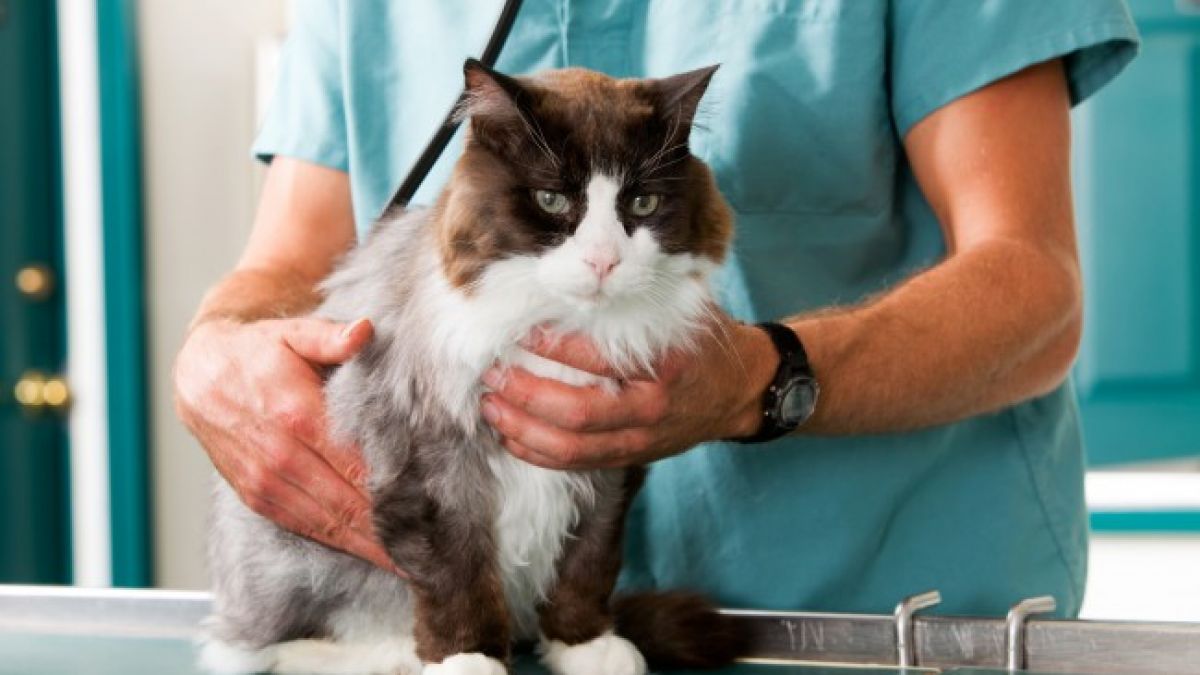 Cu ocazia Zilei internaționale a animalelor fără adăpost, zeci de pisici comunitare din capitală vor fi sterilizate gratuit