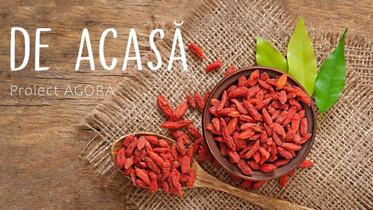 DE ACASĂ: Elena Vetrici face agricultură și trăiește povestea de succes a fructelor de goji în Moldova (VIDEO)