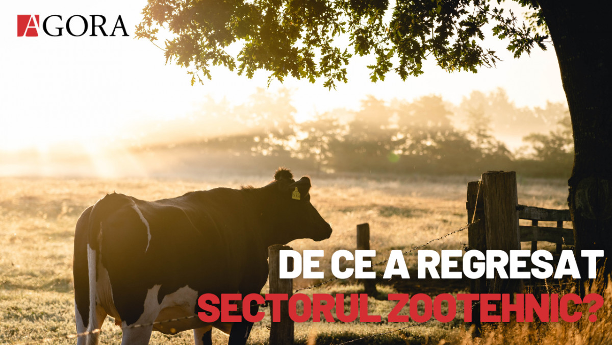 De ce a regresat sectorul zootehnic? Expert economic: Produsele noastre nu sunt competitive pe piața externă