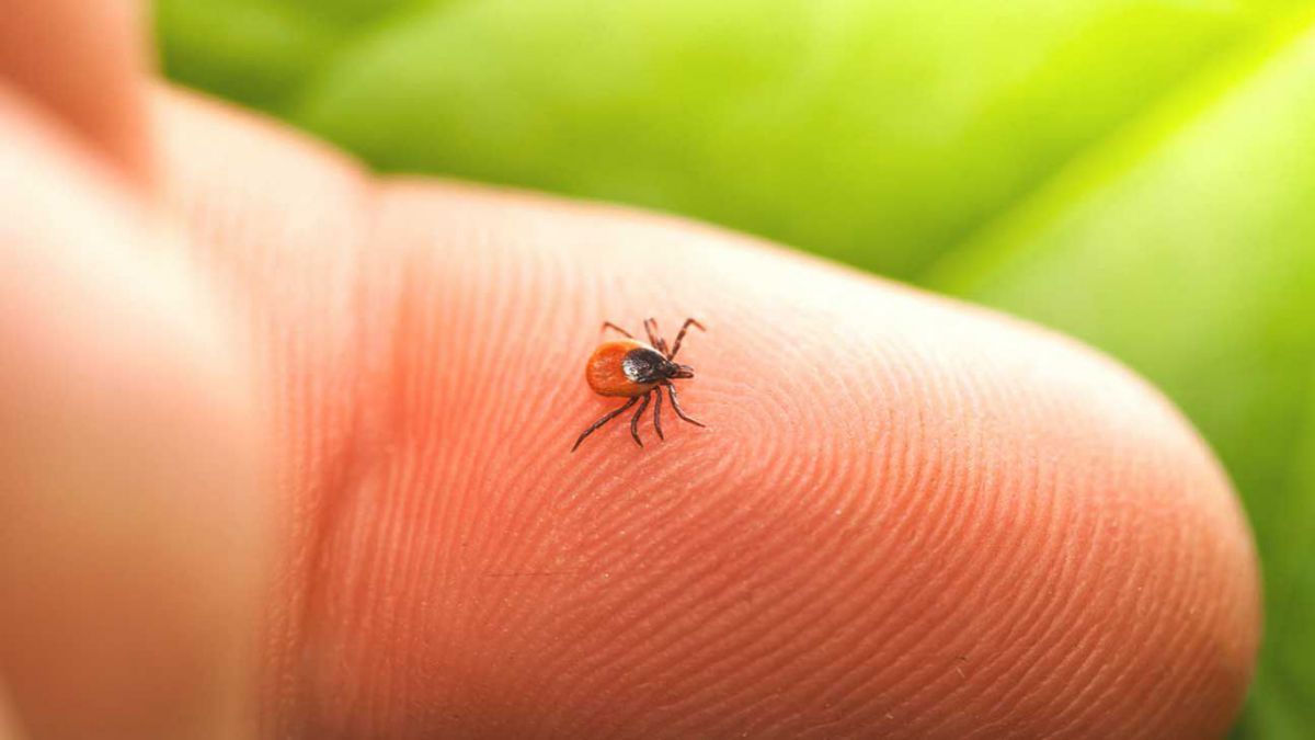 De la începutul anului 2021, șapte moldoveni au fost diagnosticați cu boala Lyme, transmisă de căpușe