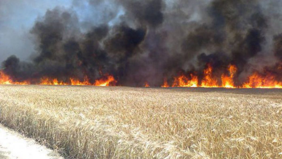 Descărcările electrice au produs un incendiu într-un lan de grâu