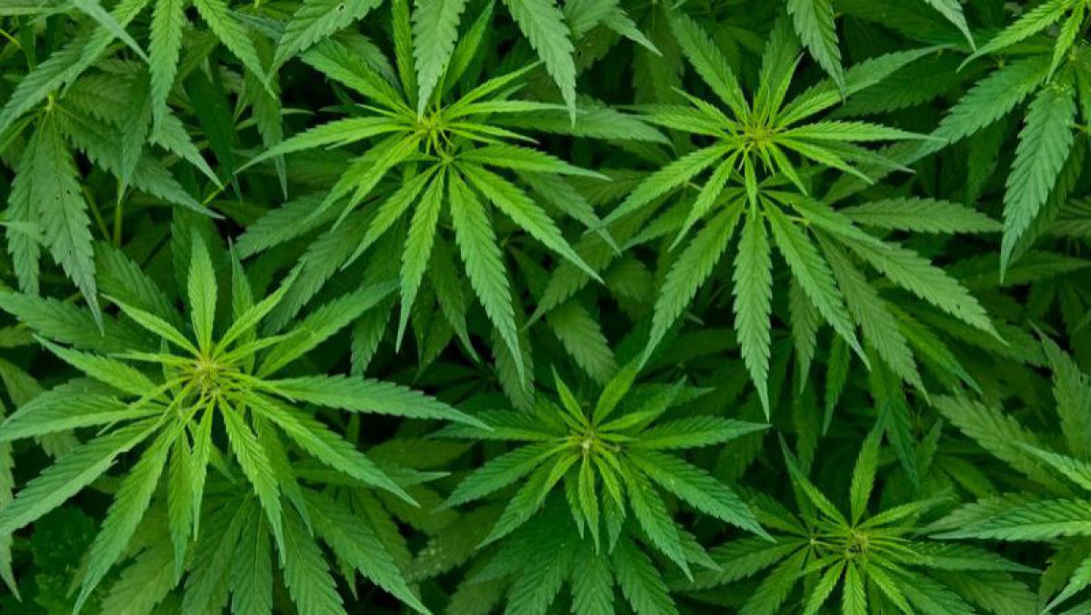 Descoperirea savanților: „Dozele mici de cannabis pot îmbunătăţi memoria”