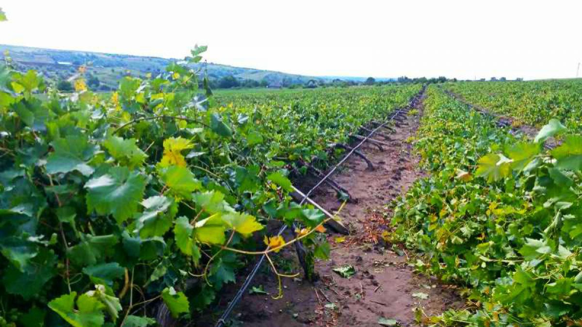 Dezastrul după ploaia de ieri! Peste 120 hectare de viță de vie, distruse la sudul țării
