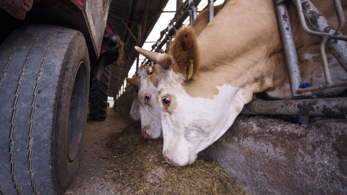 DOC. Producătorii de carne amenință cu proteste: Cer cota TVA de 8%