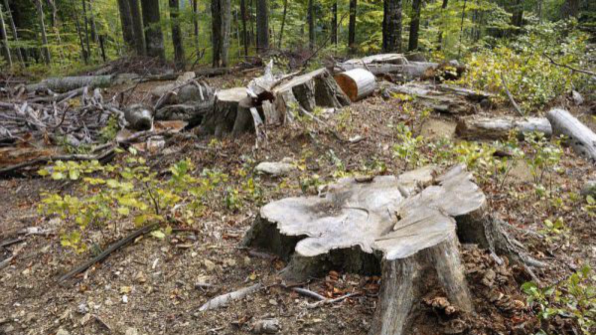 Două persoane au încălcat regimul de frontieră. Motivul: tentativă de tăiere ilicită a arborilor și vânătoarea păsărilor