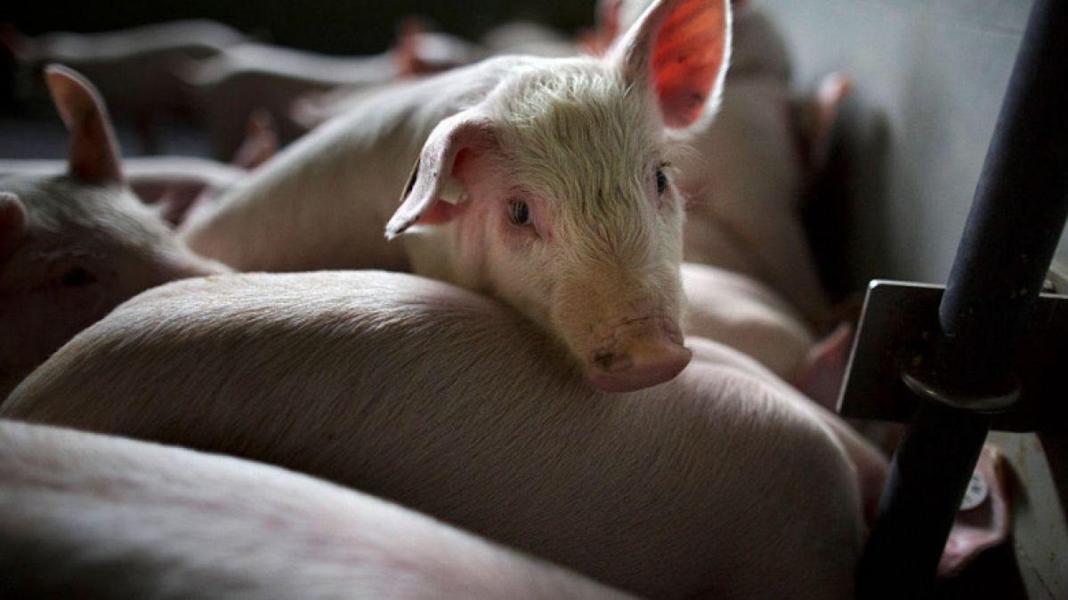 După criza benzinei apare o alta, a porcilor. Fermier britanic „Am omorât 120.000 de animale perfect sănătoase din cauza Brexitului”