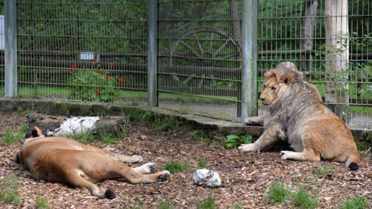 Felinele care au evadat de la o grădină zoologică din Germania au fost prinse