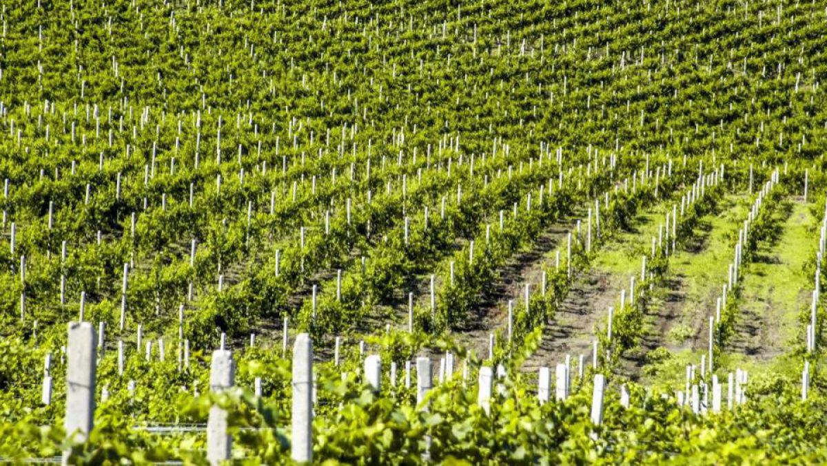Forbes: Turismul vinicol exclusivist se îndreaptă tot mai spre estul Europei