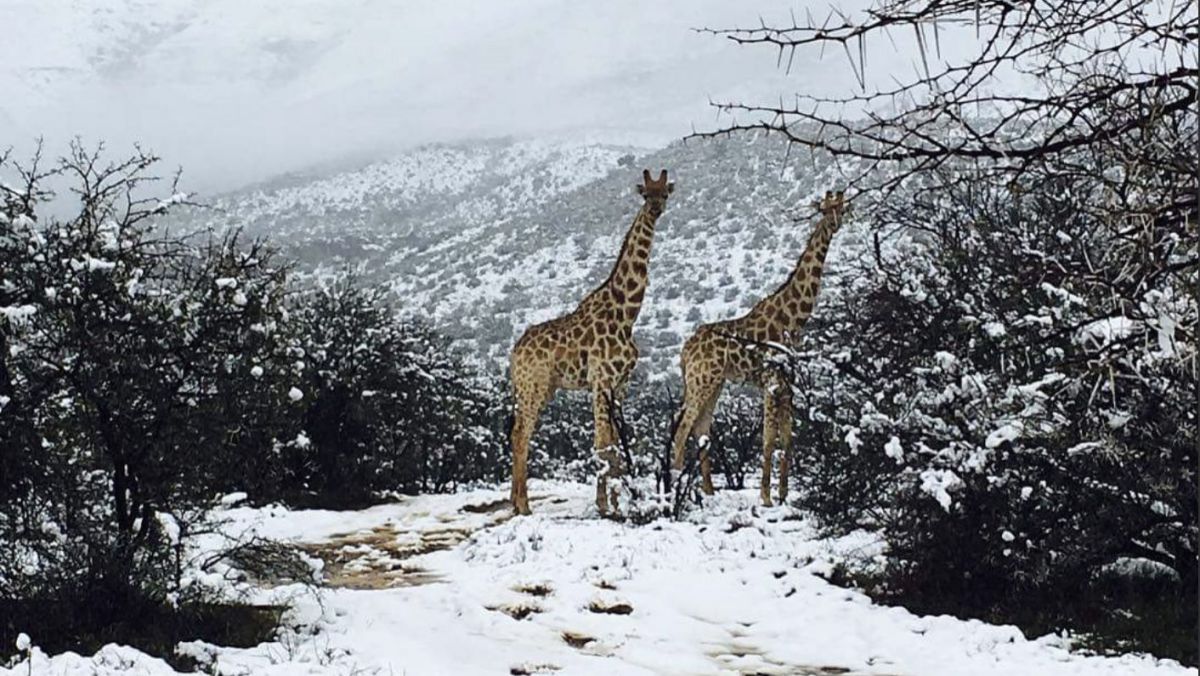 FOTO. A nins în Africa: girafe, antilope și elefanți, fotografiați în zăpadă
