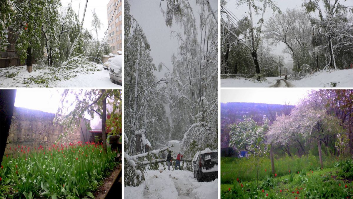 FOTO. Contrast! În timp ce în centrul și sudul țării ninsoarea face ravagii, la nord copacii și lalelele sunt în floare