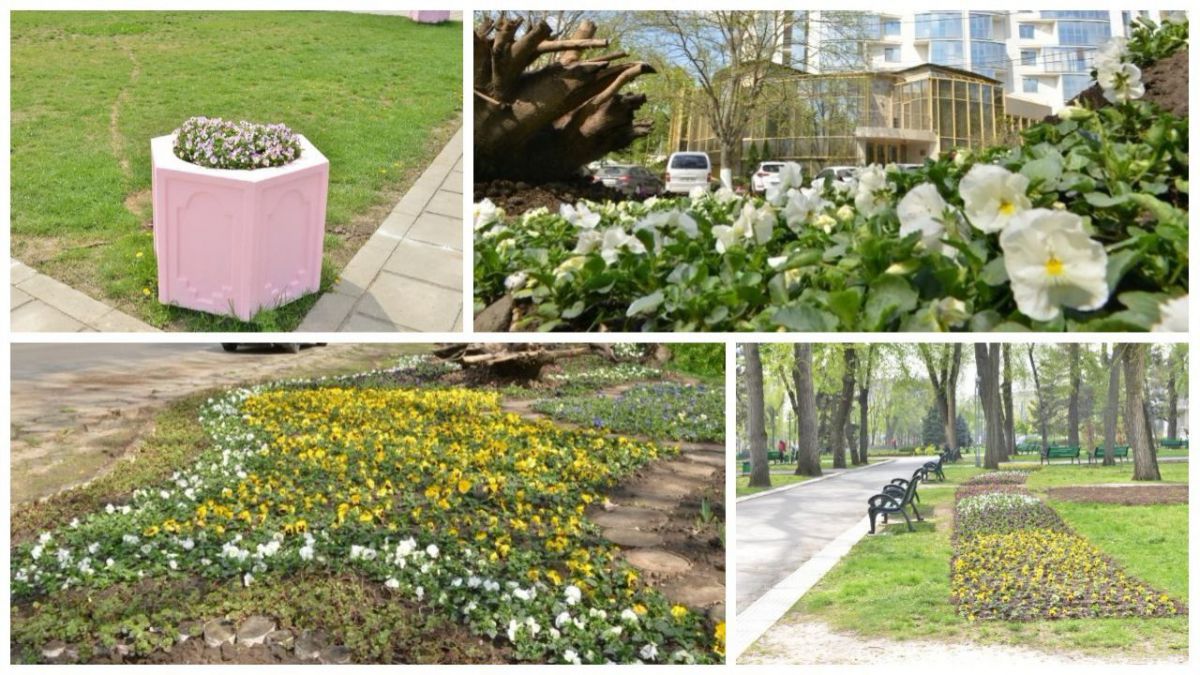 FOTO. Din fața Catedralei - în tot orașul. Florile din covorul de două milioane de lei sunt sădite în parcuri și scuaruri