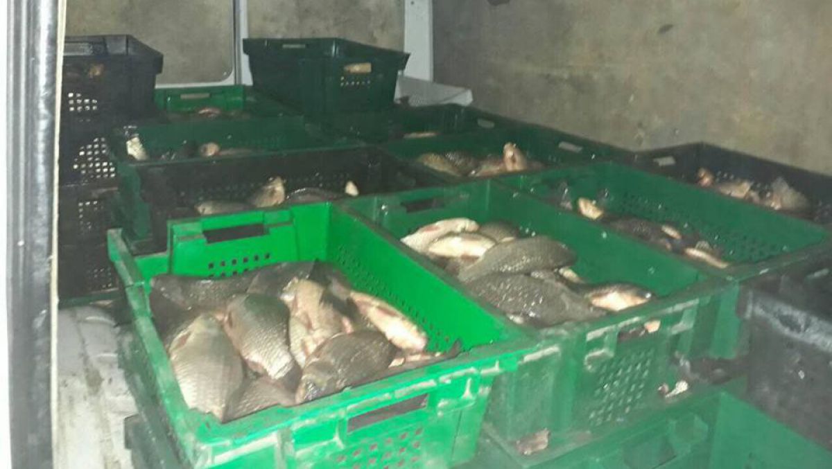 FOTO. S-a pornit la Chișinău cu microbuzul plin de pește, dar inspectorii de patrulare i-au stricat planurile