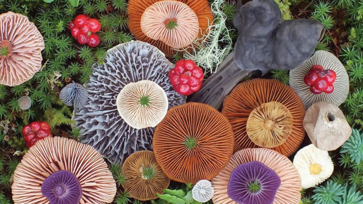 FOTO. The Gurdian despre ciupercile magice. Cum arată arta creată de natură