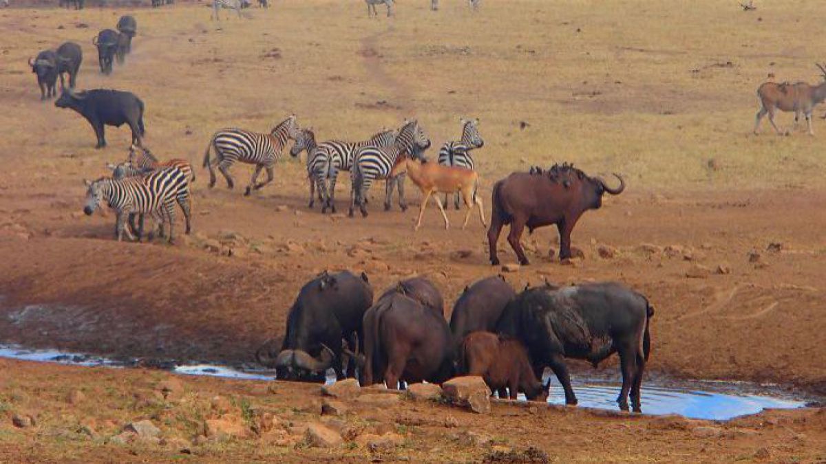 FOTO. Un bărbat conduce ore în șir în fiecare zi pentru a duce apă animalelor sălbatice din Kenya