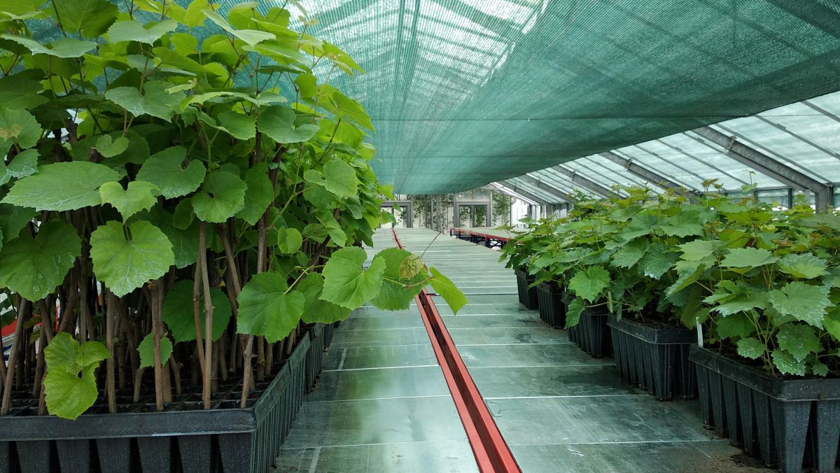 GALERIE FOTO. R. Moldova va dezvolta noi soiuri de viță de vie. O seră și un laborator, modernizate din bani externi