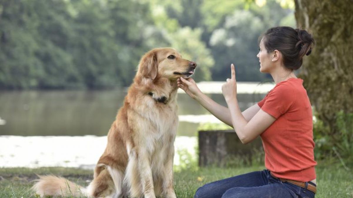 Germania antrenează câini pentru a identifica persoanele infectate cu COVID-19 