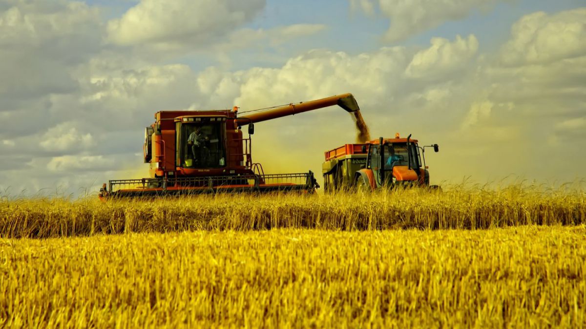 IDIS „Viitorul”: Volumul producției agricole va scădea cu 14%