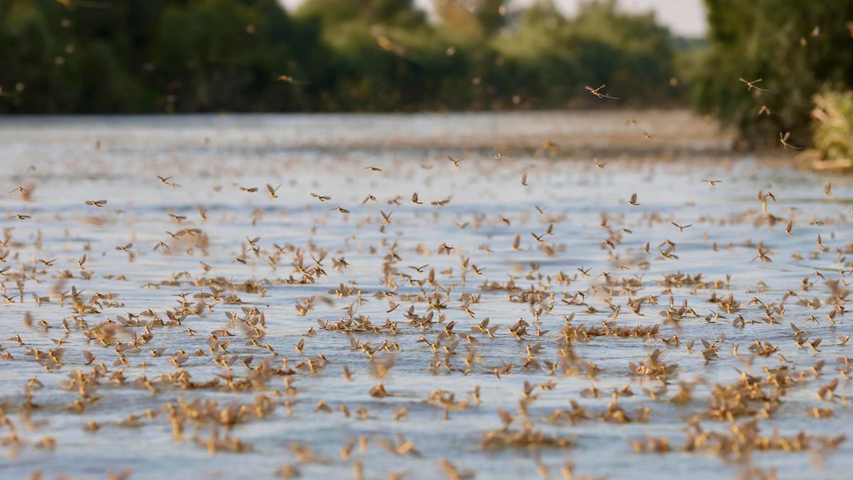 Imagini spectaculoase: În Delta Dunării și-au făcut apariția efemeridele (VIDEO)
