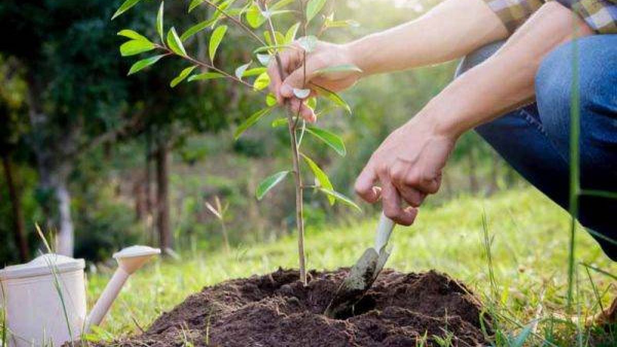 În toamna anului curent, în fondul forestier s-au creat păduri noi pe o suprafață de circa 1.363 de hectare