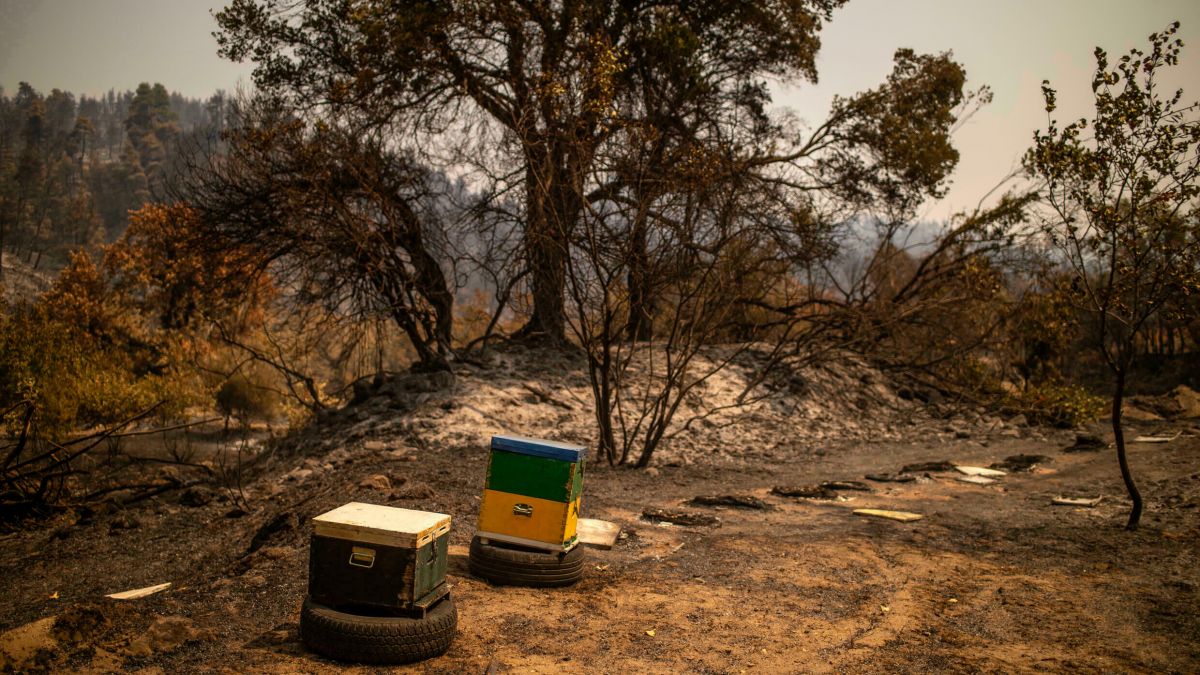 Incendiile din Grecia au un impact devastator asupra albinelor