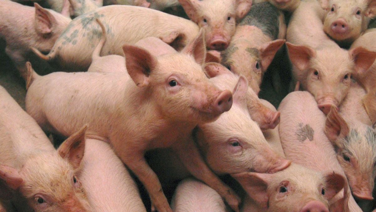 Laboratoarele din Spania au confirmat prezența pestei porcine în Moldova