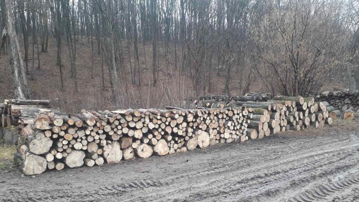 „Lemnul a fost tăiat autorizat, în zona de dezvoltare durabilă ”. Angajații Rezervației „Plaiul Fagului” dezmint acuzațiile
