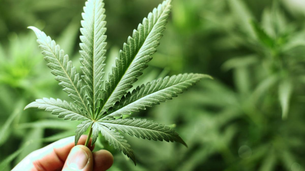Luxemburg, prima țară europeană care legalizează creșterea și consumul de canabis