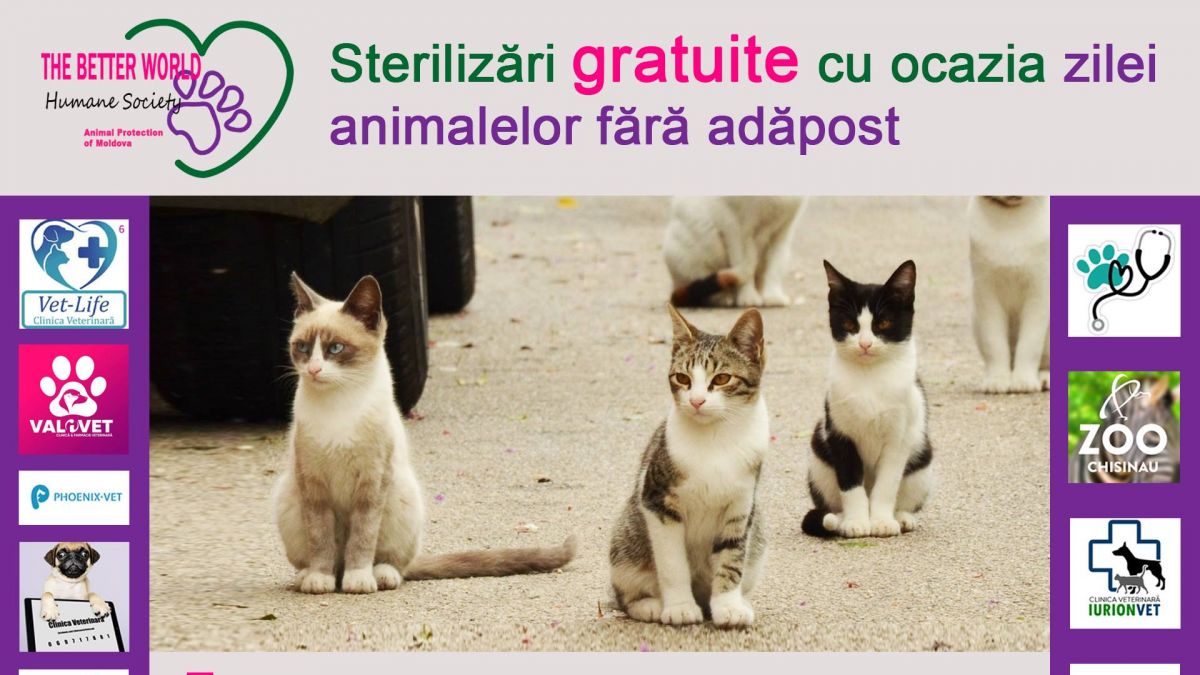 Mai multe clinici veterinare din Chișinău vor steriliza pisicile comunitare gratuit, cu ocazia Zilei Internaționale a Animalelor fără Adăpost