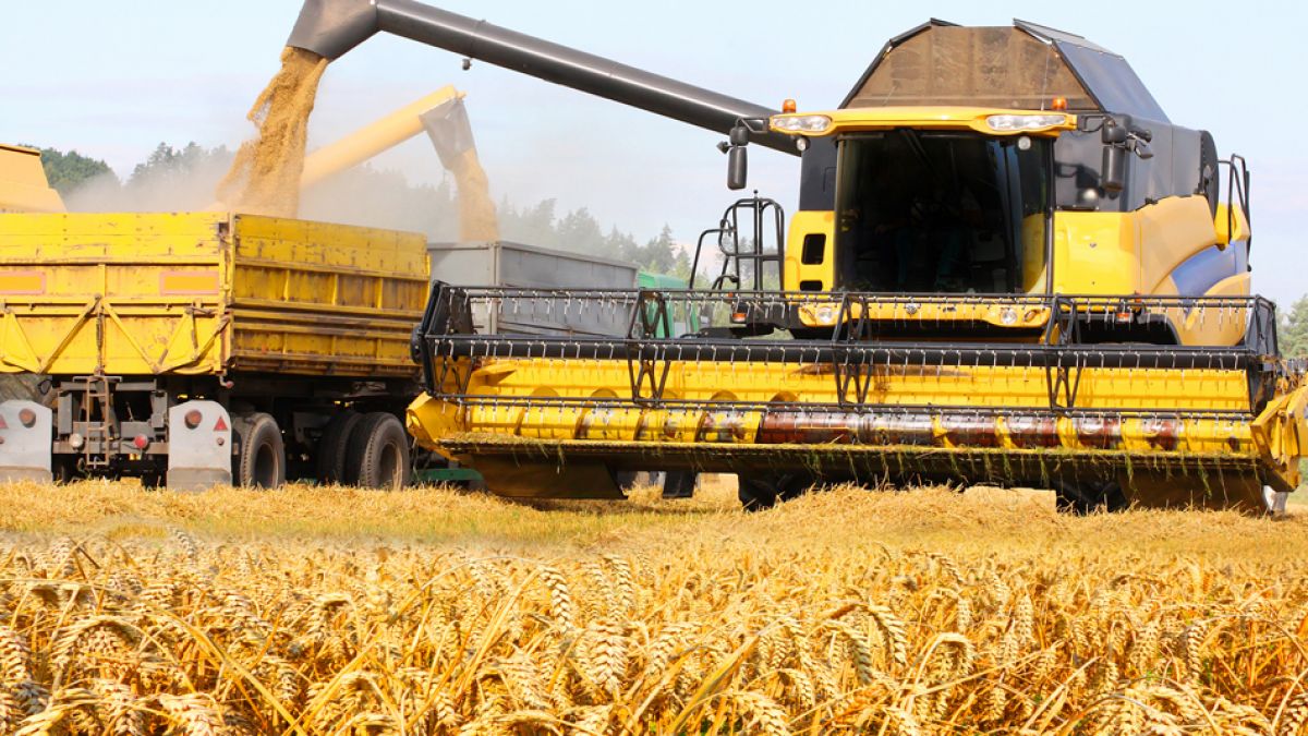 Mai puțini bani pentru cartofi, iar ouăle și laptele s-au scumpit. Vezi cum s-au schimbat prețurile produselor vegetale și animaliere la producători