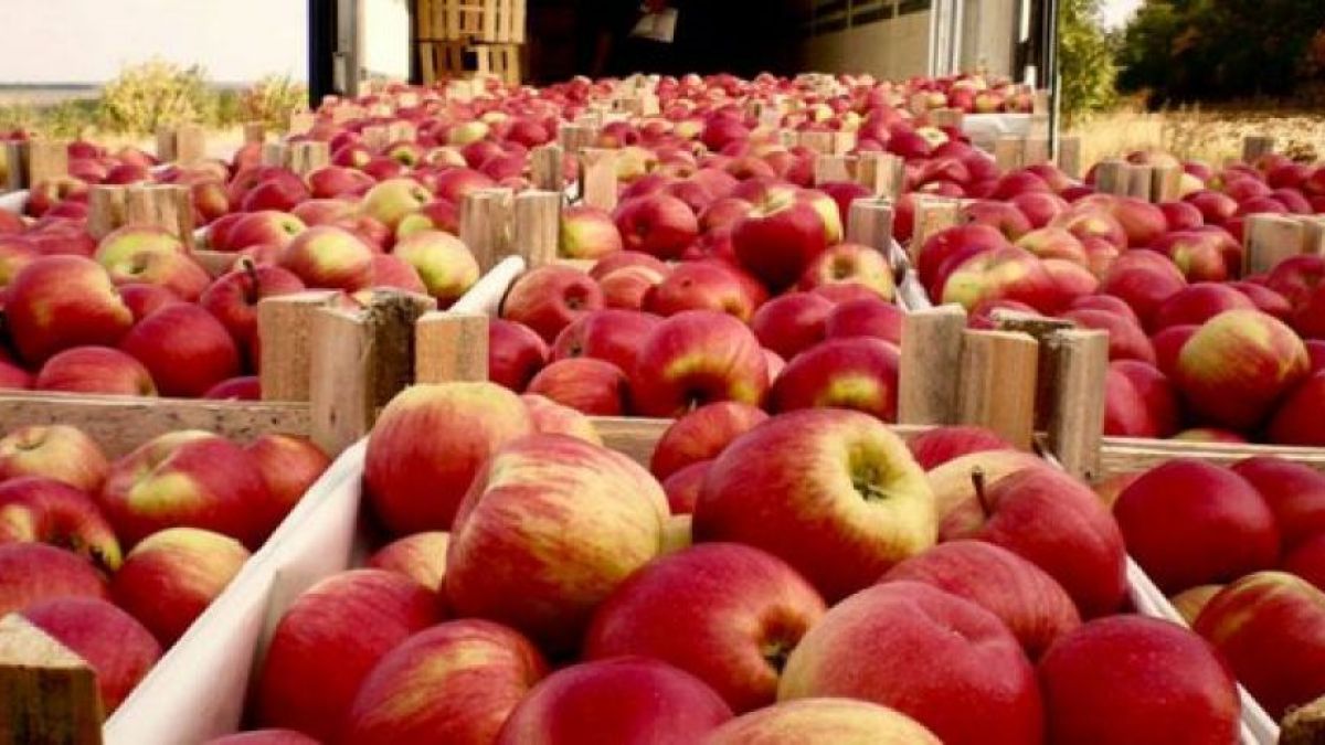 R. Moldova a devenit unul dintre liderii mondiali la exportul de mere