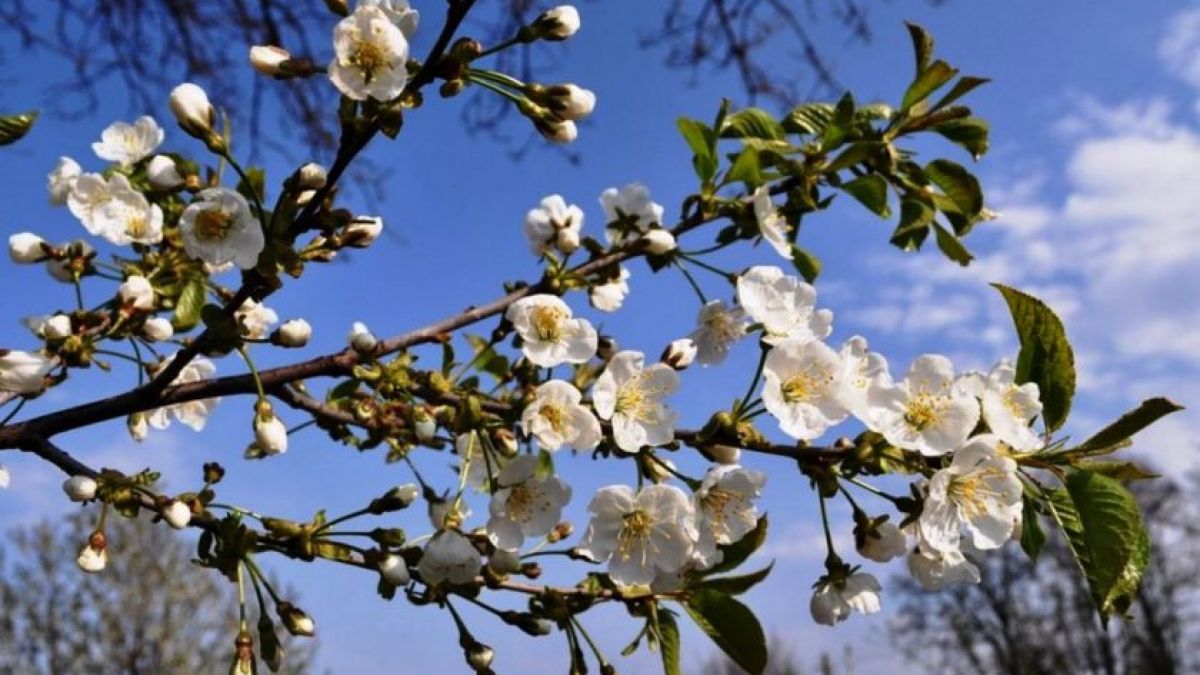 Meteo: Săptămâna începe cu temperaturi de până la +17C