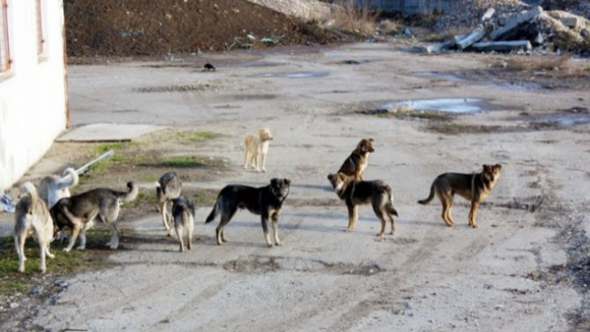 Mii de câini maidanezi din municipiul Chișinău ar putea fi sterilizați. Ce spun autoritățile