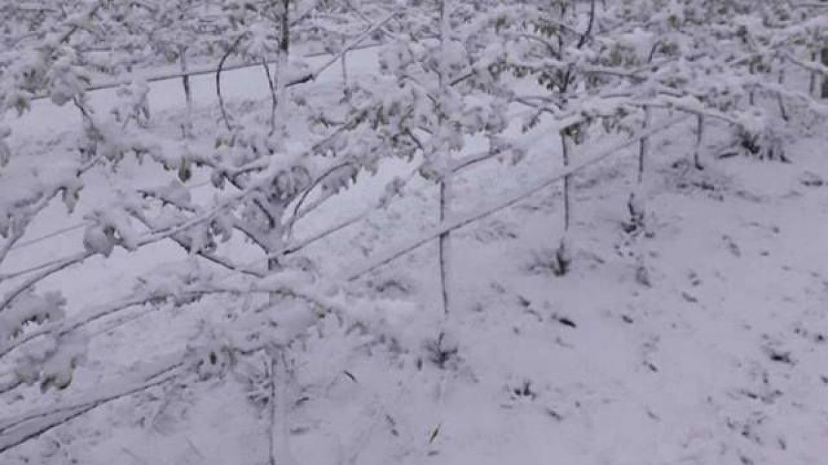 Ministerul Agriculturii a stabilit că intemperiile au afectat cel mai mult culturile din Cahul și Găgăuzia