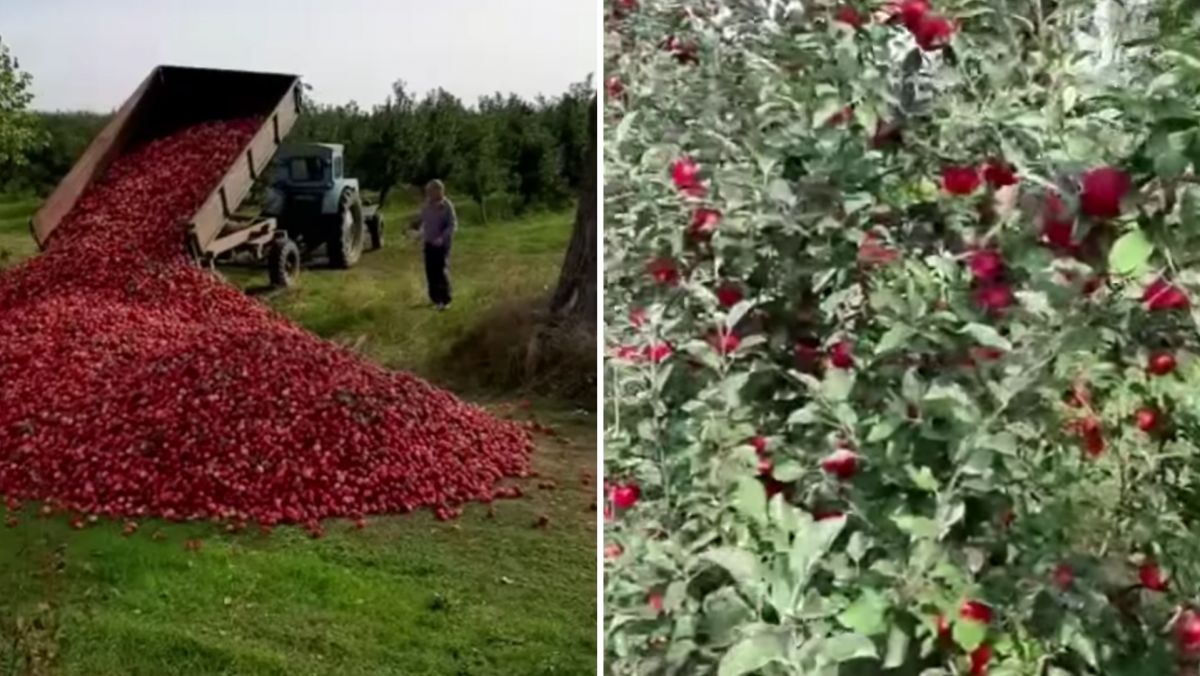Ministerul Agriculturii a venit cu o reacție la imaginile video apărute pe internet, în care un agricultor și-ar arunca o parte din roadă