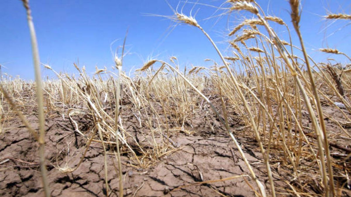 Ministerul agriculturii dă asigurări: Încă 250 de agricultori vor beneficia de despăgubiri pentru consecințele secetei