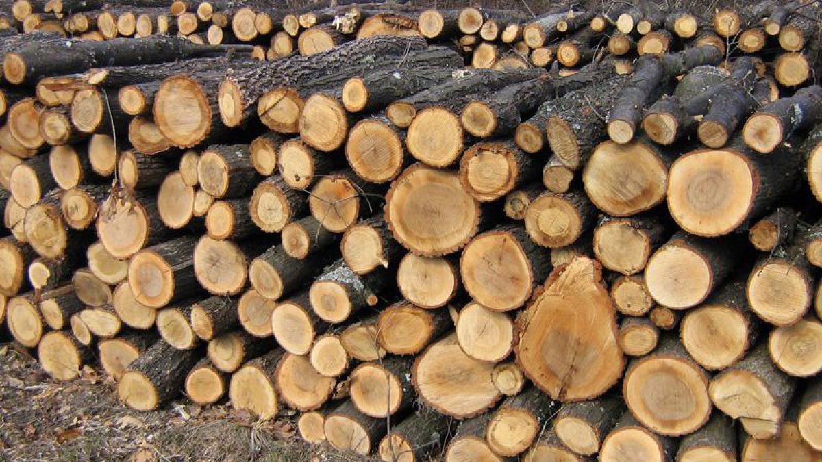 Ministrul Mediului emite câteva ordine pentru a contracara deficitul artificial de lemnele de foc