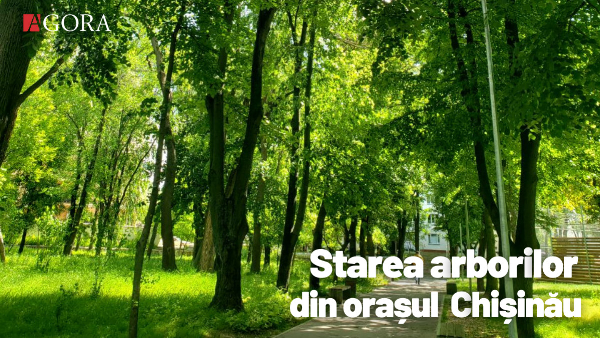 „Nu condițiile meteorologice doboară arborii, ci lipsa de grijă”. Ce spun experții despre starea copacilor din capitală (FOTO)