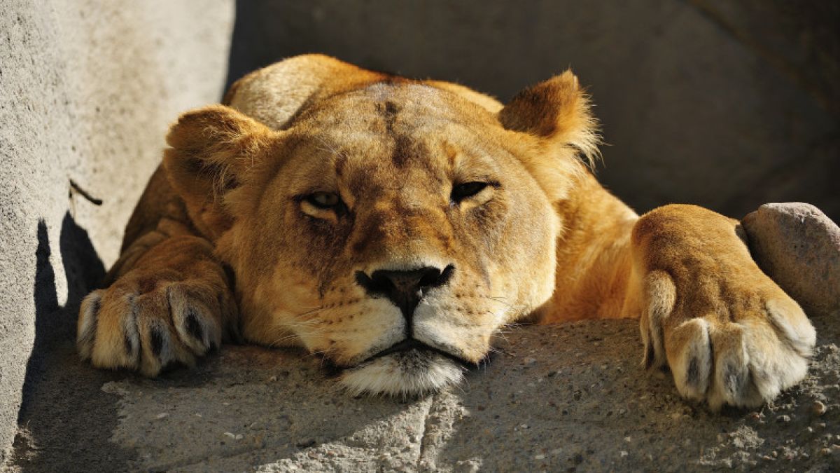 O leoaică dintr-un parc zoologic din India a murit de COVID-19. Alţi opt lei au fost testaţi pozitiv