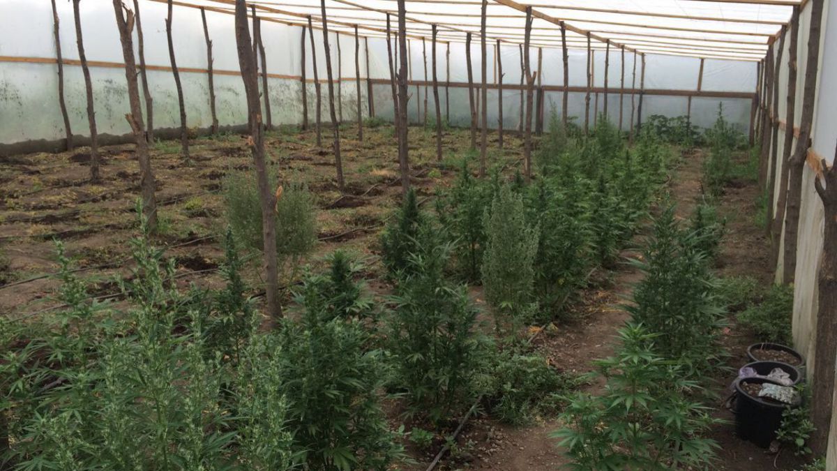 O „plantație” de cânepă a fost descoperită la Cahul