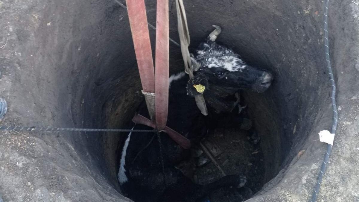 Operațiunea „Vaca”: Salvatorii au intervenit pentru a scoate din fântână o vită de 300 de kg (FOTO)