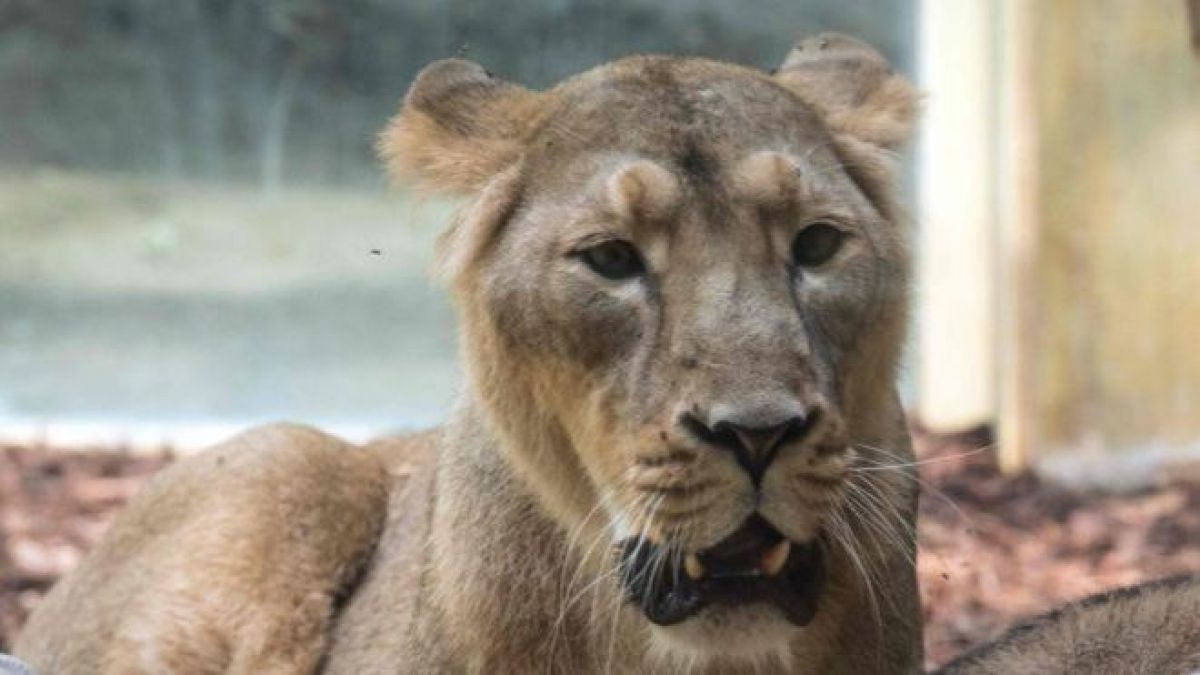 Panică în Germania după ce doi tigri și doi lei au fugit dintr-o grădină zoologică 