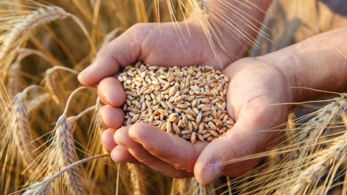 Perju dă asigurări: Țara are suficient grâu alimentar și furajer până la următoarea roadă. Iată ce cantități menționează