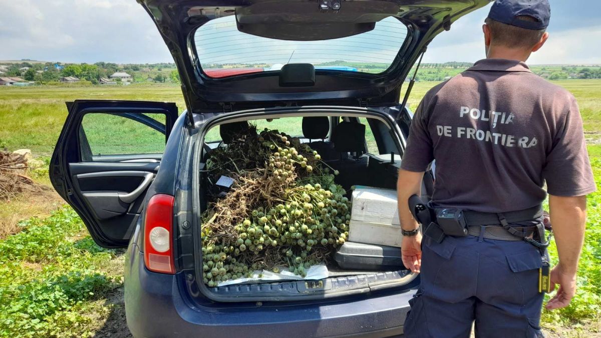 Peste 130 de plante de mac au fost depistate în grădina unui locuitor al raionului Basarabeasca