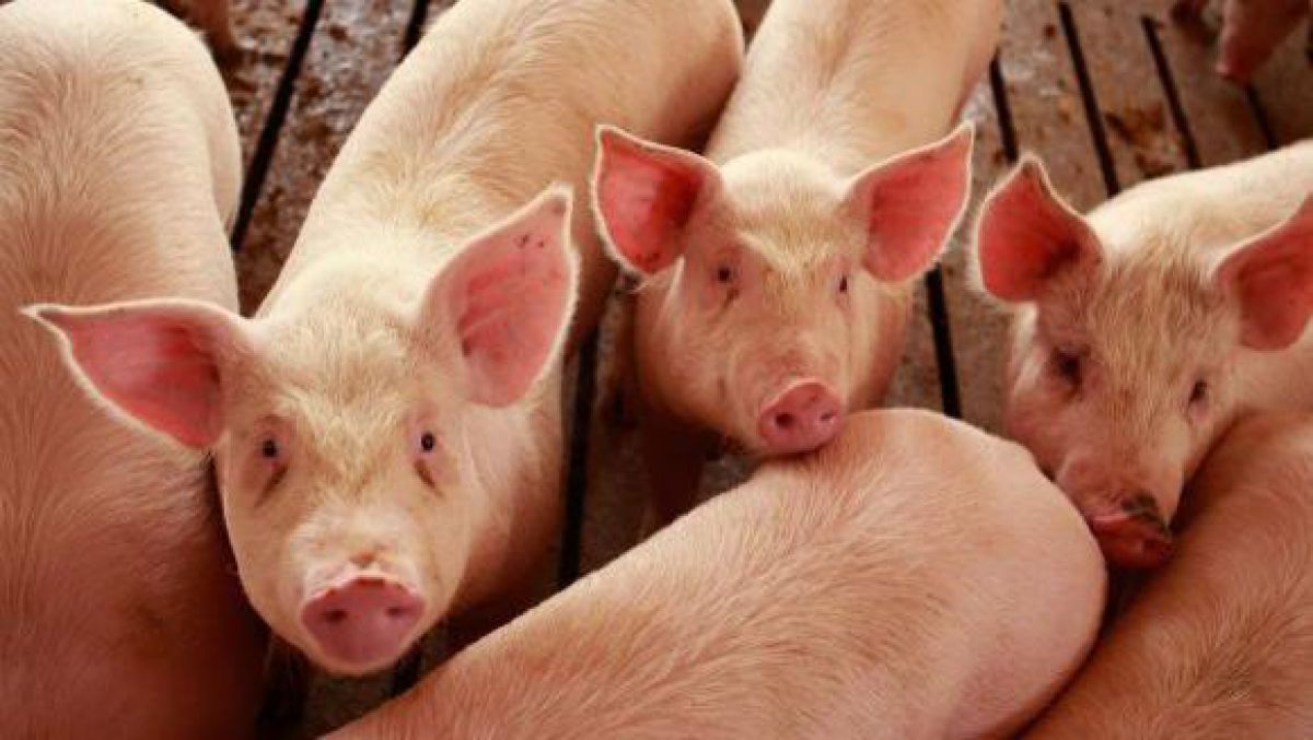 Peste 44 de mii de porci vor fi sacrificaţi în România după confirmarea virusului Pestei Porcine