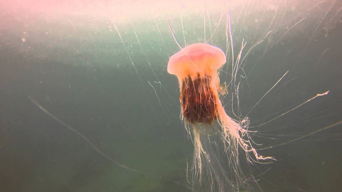 Peste 90 de persoane au fost spitalizate după ce au fost înţepate de meduze pe o plajă din Germania