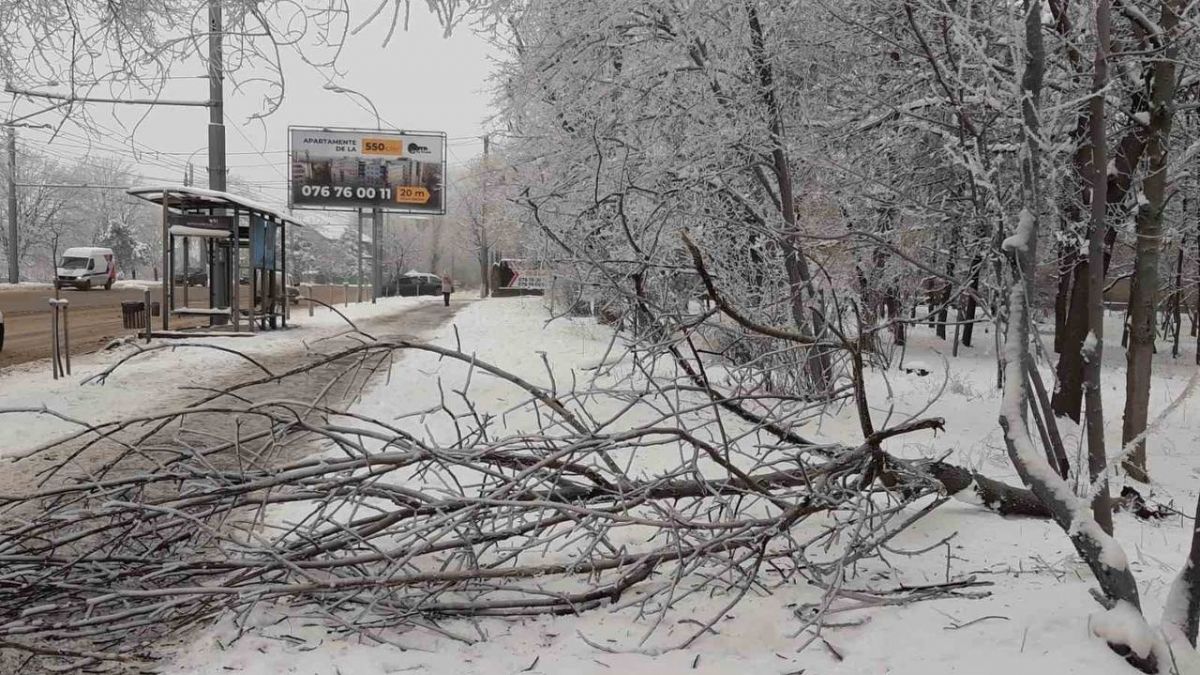 Poleiul și chiciura fac ravagii în capitală: Mai mulți copaci doborâți, iar unele crengi stau să cadă peste firele electrice (GALERIE FOTO)